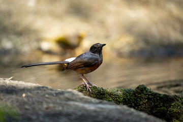 Selective focus of a small bird is perched on a branch. In the peaceful natural forest.