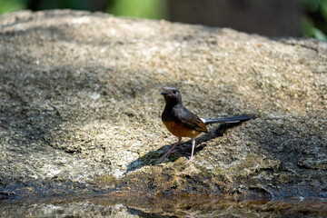 Selective focus of a small bird is perched on a branch. In the peaceful natural forest.