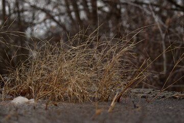 Fototapeta premium in the forest