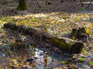 forest view landscape, trees and moss growing on tree trunk and bark, felled trees littering the ground, spring in the forest