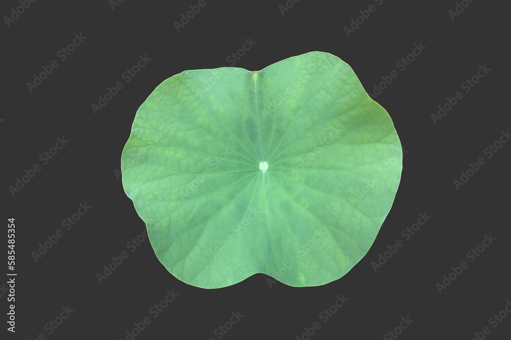 Wall mural isolated waterlily or lotus leaf with clipping paths.