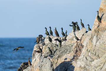 European shag (Phalacrocorax aristotelis)