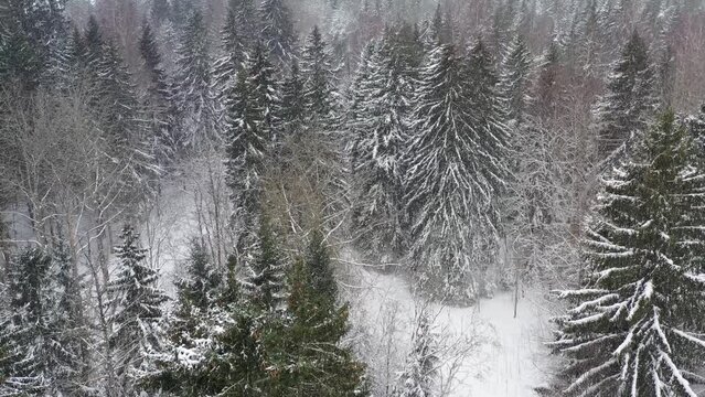Drone view of a snowy winter forest in Estonia