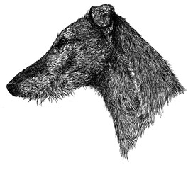 gezeichnetes Portrait eines Hundes