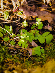 spring in the forest, trees, old autumn leaves and sorrel
