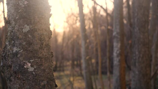 A close up of a tree trunk in a forest