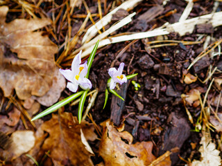 spring in the forest, purple crocuses grow on the ground in old autumn leaves
