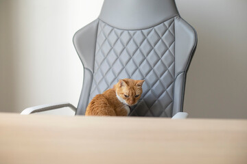 Grumpy unsatisfied cat on office chair, annoyed frowning pussy cat