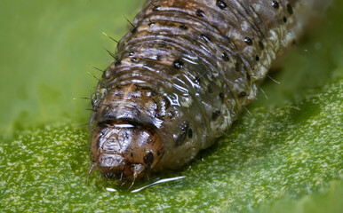 Extreme macro photography of black cutworm (Agrotis ipsilon) - obrazy, fototapety, plakaty