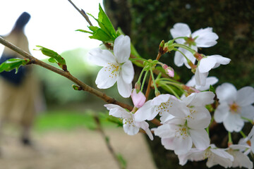 若い桜