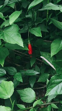 red and green, red flower, flower, vegetable, pepper, red, plant, nature, chili, leaf, food, hot, garden, agriculture, spice, leaves, summer, chilli, flora, fruit, bush, healthy, peppers, closeup, tre