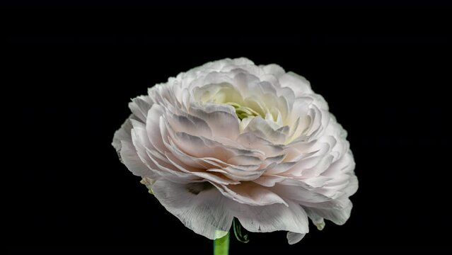 Time Lapse of Opening Red Flower Buttercup on a Black Background. Side View on Ranunculus Flower Blooming in Timelapse