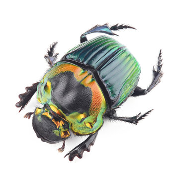Dung beetle (Sulcophanaeus imperator) isolated on white background