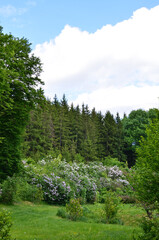 Landscape of the National Dendrological Park Sofiyivka, Uman, Ukraine
