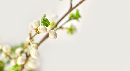 Amazing spring blossom. Tree branches with beautiful flowers on white background, banner design