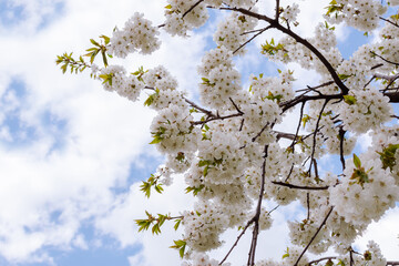 apple tree branch in blossom against the blue sky