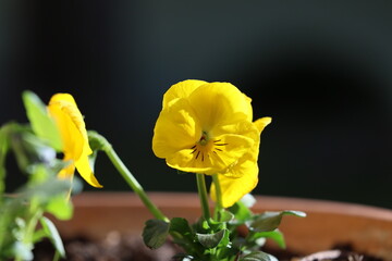 Żółty wiosenne kwiaty Bratek kwitnie w ogrodzie. 
