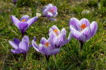 early purple crocus. blooming crocus in early spring