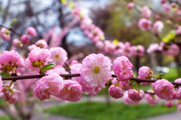 pink blooming sakura bud. cherry tree. cherry blossom. sakura