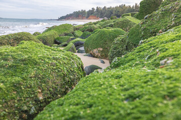 Plenty of green reefs strewn with rocks along the coastline in Kinmen, Taiwan. 金門 綠石槽