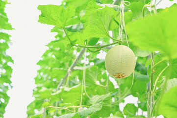 Cantaloup melon growing in greenhouse farm