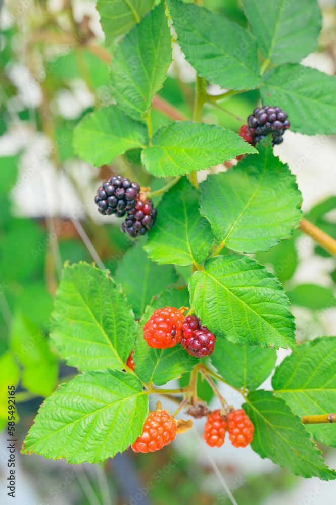 Poster Fresh blackberries.A bunch of ripe blackberry fruits on a branch with green leaves.