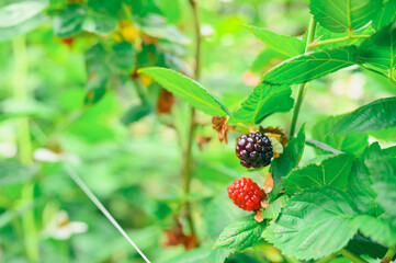 Fresh blackberries.A bunch of ripe blackberry fruits on a branch with green leaves.