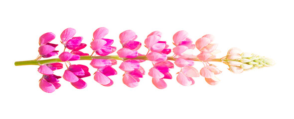Inflorescence of a multi-leaved lupine, or garden lupine (Lupinus polyphyllus), on a transparent background. isolated object. Element for design