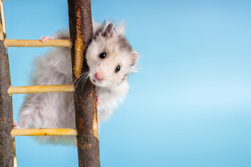 Syrian hamster of gray color rises up a wooden staircase