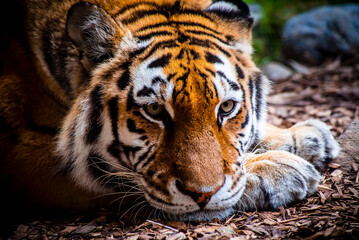 Close up view on a tiger head