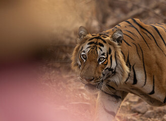 Portrait of a Tiger, Tadoba Andhari Tiger Reserve, India