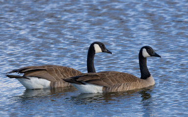 Canada geese flying, seen in the wild near the San Francisco Bay