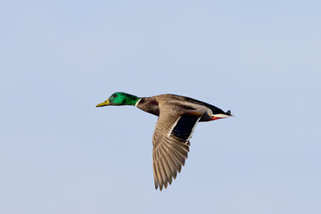 Obraz premium Very close view of a male wild duck flying, seen in a North California marsh
