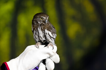 Close view of a Northern Pygmy Owl