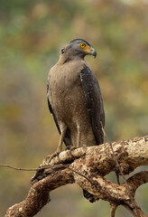 Crested serpent eagle perched on a tree, Tadoba Andhari Tiger Reserve, India