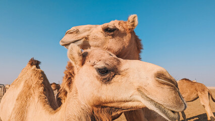 Camels Close up view in the desert