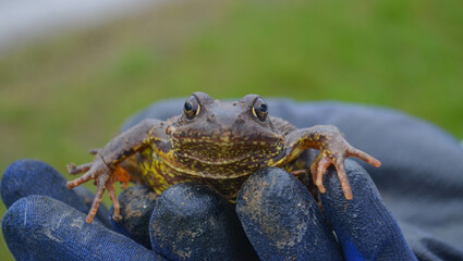 *Frosch*
