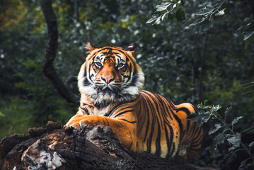 Tiger facing on a tree branch