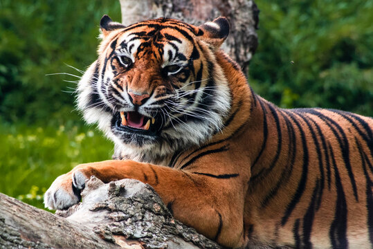 Close up view on a tiger roaring