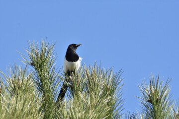 Magpie on top of a pine tree trying to see the future