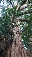 Gros plan d'un grand tronc d'arbre à plusieurs branches, avec différents feuillages, d'écorces, escalade sur les branches de bois, et de feuillage verte, de pins, vers le ciel, avec de la mousse