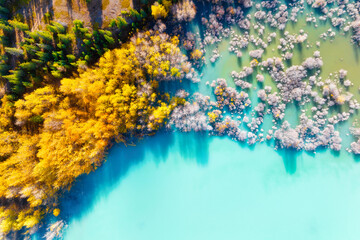 Aerial view. Birch forest in turquoise water. Lake and tree. Natural scenery in fall time. Landscape from a drone. Top view. Mountain lake and trees. Photo for background and wallpaper.