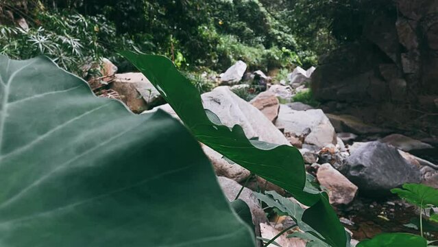 plants by the river, stream, green plants, leaves by the river, mountains, travel, rocks, park, canyon, landscape, nature, water, river, mountain, forest, lake, green, sky, rock, waterfall, tree, summ