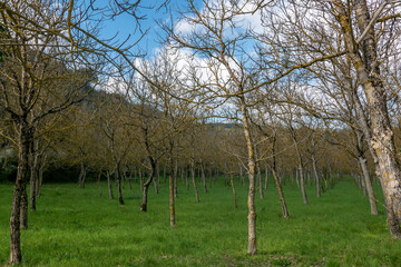 Fototapeta premium filari di alberi spogli in un campo in campagna