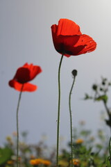 Obraz premium Amapola