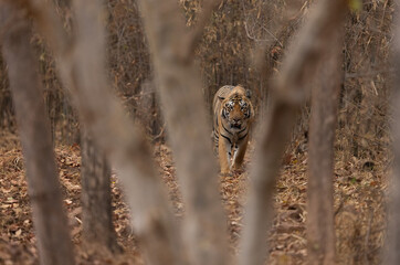A tiger emerging from jungle, Tadoba Andhari Tiger Reserve, India