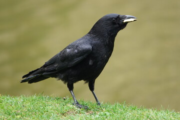 Un corbeau mange du pain © Romain P19