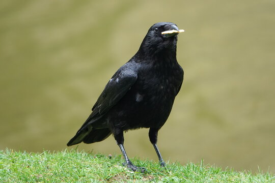 Un corbeau mange du pain