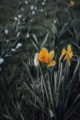 yellow flowers in the snow