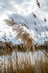 Schilf am Ufer der Elbe in goldener Farbe